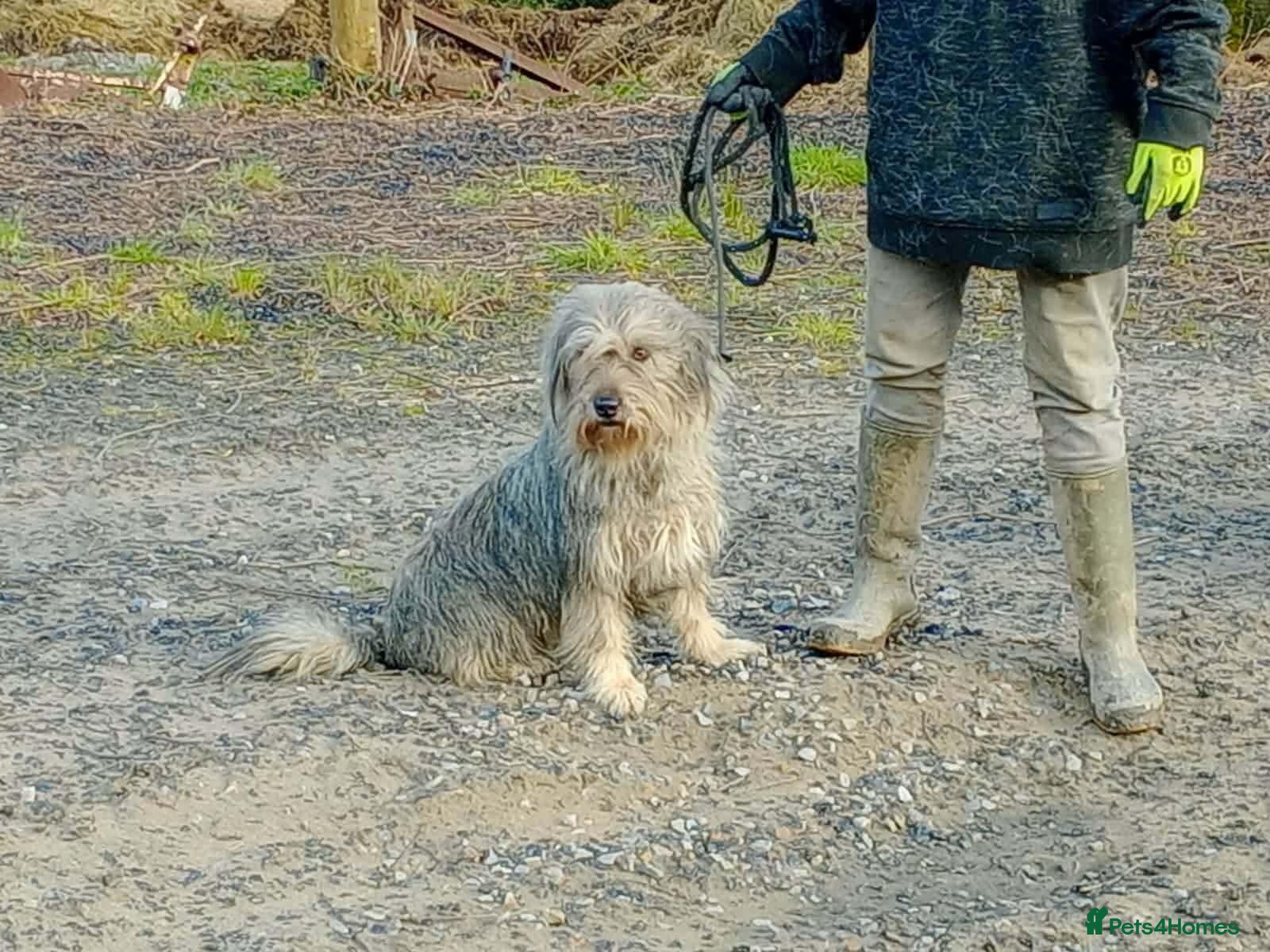 Mixed Breed dogs Meet Annie - Advert 1