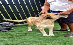 Mixed Breed dogs for adoption: 🐾💖 Tina, a Golden Girl with a Heart of Gold 💖🐾 - Image 3