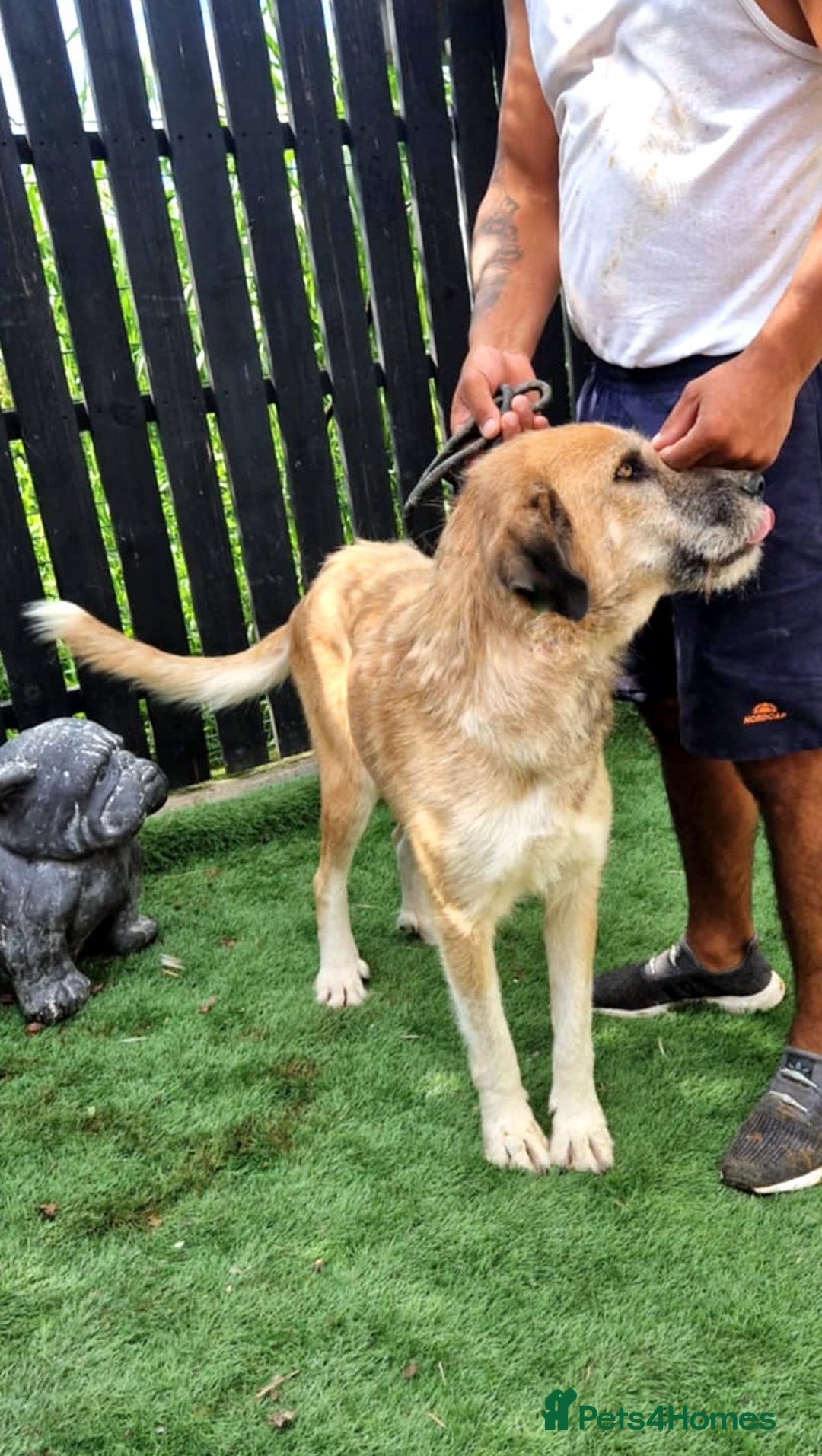 Mixed Breed dogs for adoption: 🐾💖 Tina, a Golden Girl with a Heart of Gold 💖🐾 - Image 3