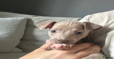 Italian Greyhound dogs - Advert 6