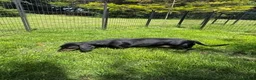 Dachshund dogs for sale: Standard Black and Tan Female Dachshund - Advert 5