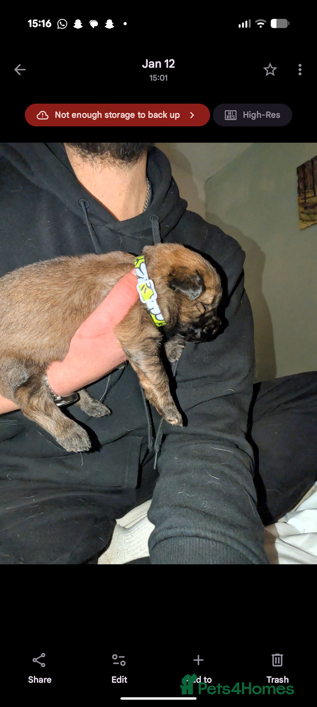 Mixed Breed dogs for sale: Gerhusky kelpie Labrador mix - Advert 25