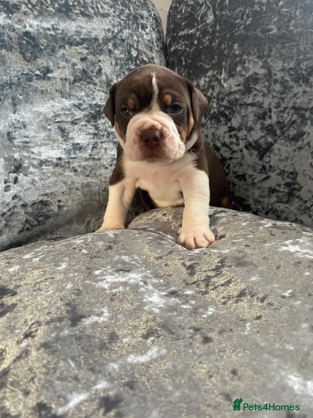 Olde English Bulldogge dogs for sale: NEBBR registered Olde English bulldogge puppies - Advert 9