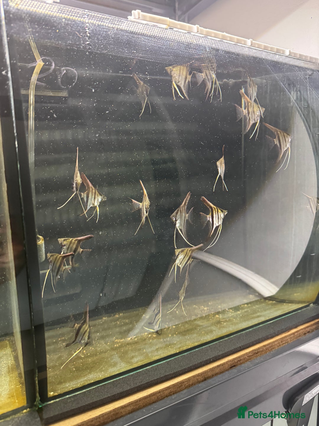 Angelfish fish for sale: 6-7cm Red Manacapuru  - Advert 2