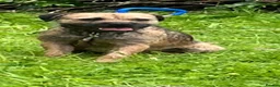Border Terrier dogs for sale: ⭐️KC BORDER TERRIER PUPPIES, SLEM CLEAR - Advert 37