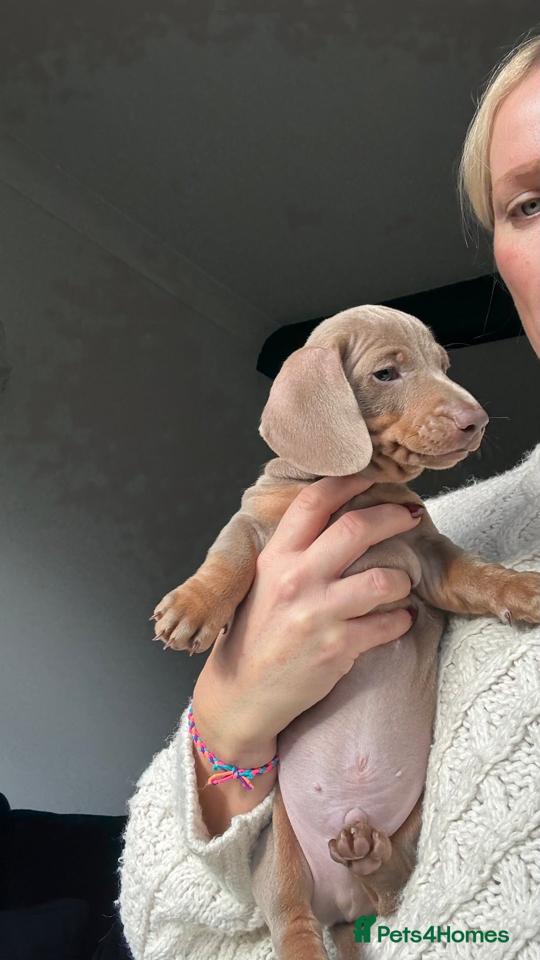 Miniature Dachshund dogs for sale: Stunning Miniature dachshund last boy left  - Advert 3