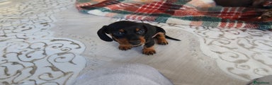 Dachshund Puppy 7