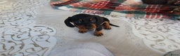 Dachshund dogs for sale: Dachshund puppy’s  - Advert 8
