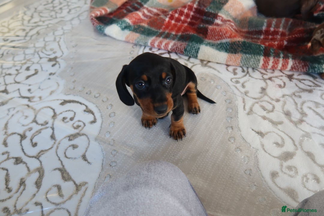 Dachshund dogs for sale: Dachshund puppy’s  - Advert 8