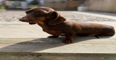 Miniature Dachshund dogs in Stafford - Advert 5