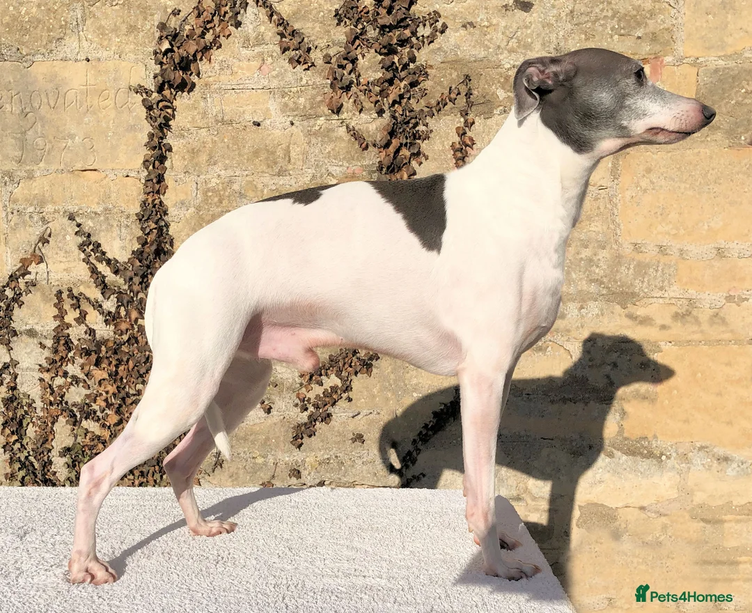 Italian Greyhound dogs for stud: American Import at Stud - Advert 1