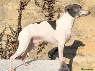 Italian Greyhound dogs American Import at Stud - Advert 3