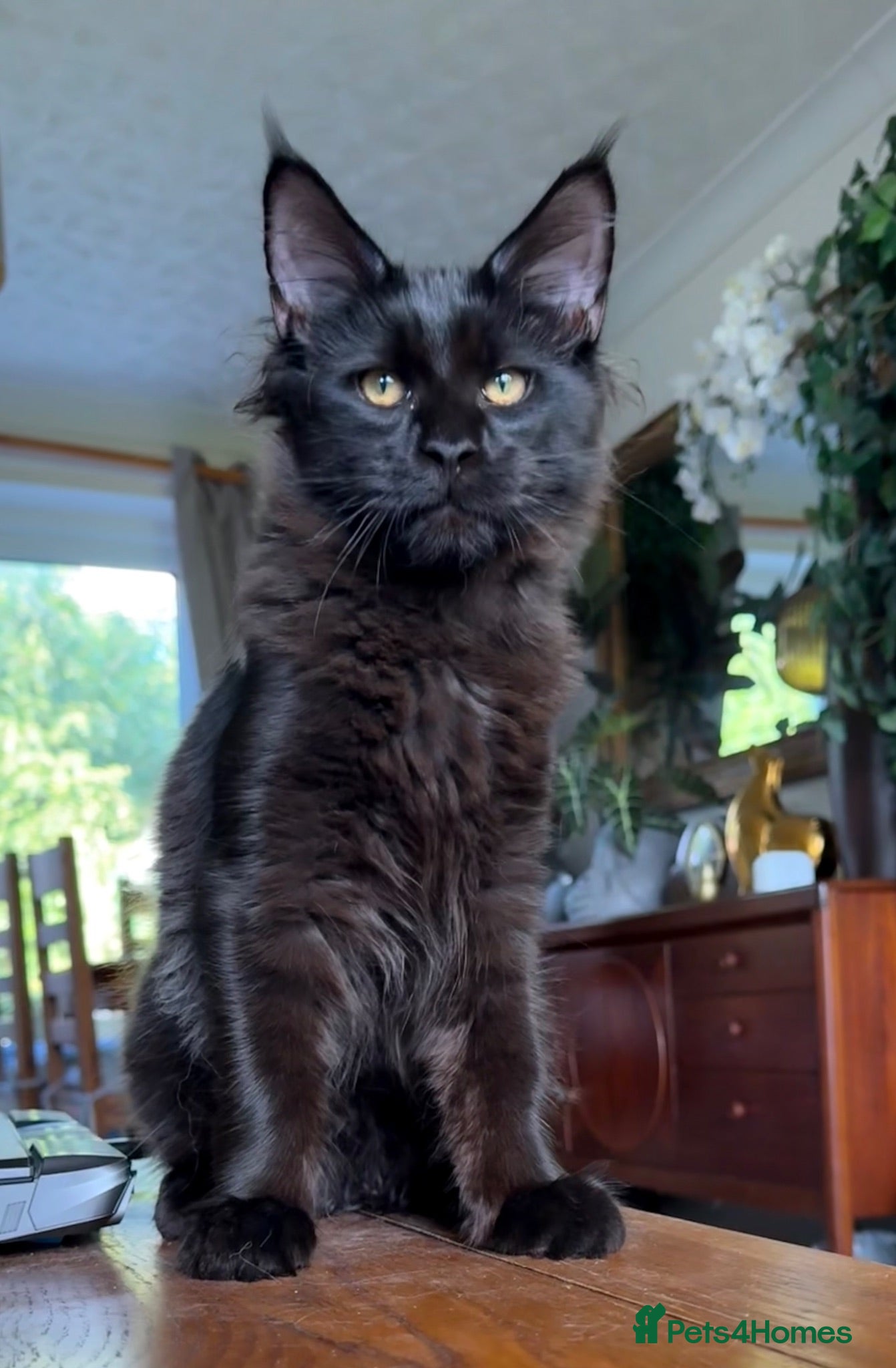 Maine Coon cats XXL kittens Tica ❤️ - Advert 2