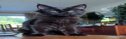 Maine Coon cats for sale: XXL kittens Tica ❤️ - Advert 7
