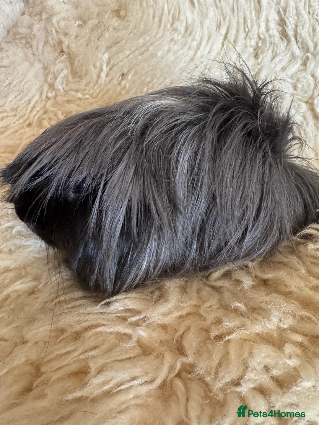 Guinea Pig rodents for sale: Peruvian guinea pig sows  - Advert 5