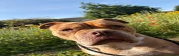 American Bully dogs for sale: Sharde in Nuneaton - Advert 2