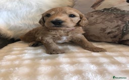 Goldendoodle dogs for sale: Goldendoodle Double Doodle pups for sale - Image 21
