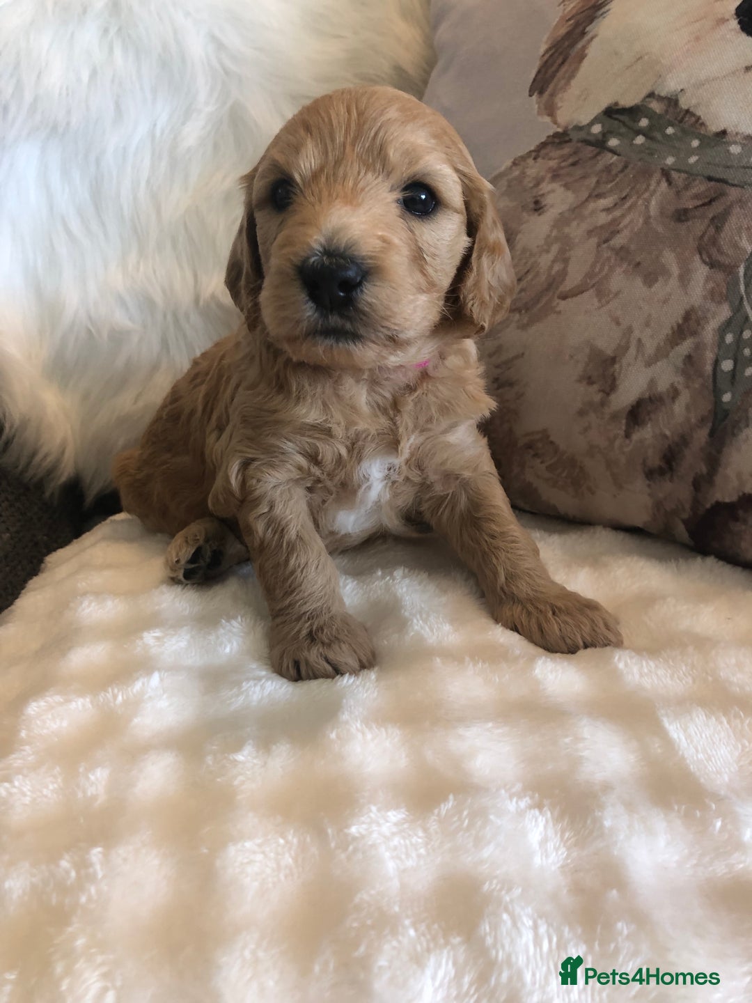 Goldendoodle dogs for sale: Goldendoodle Double Doodle pups for sale - Image 21