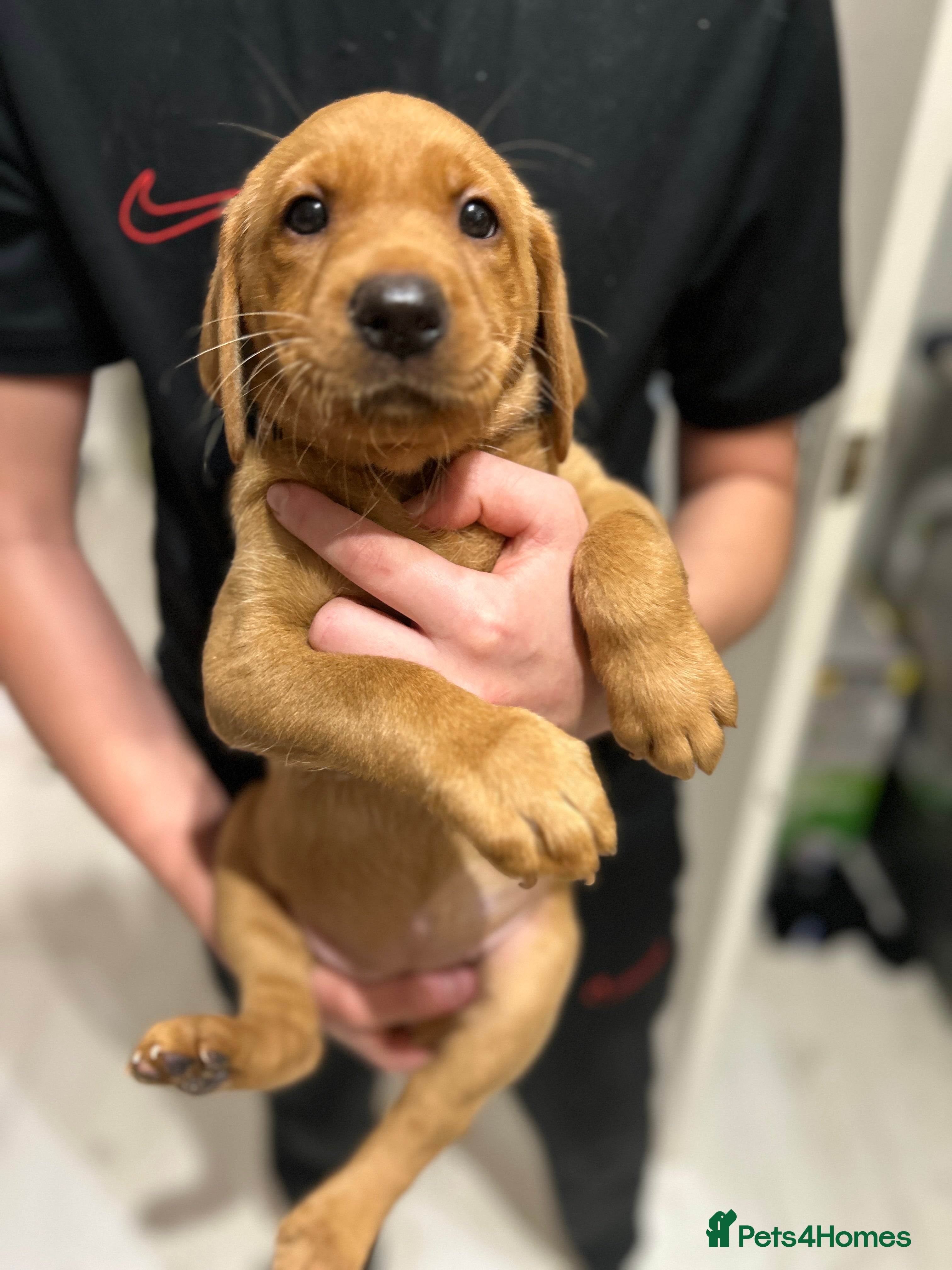 Labrador Retriever dogs Only 2 left ‼️Kc Labrador -Red fox   - Advert 2