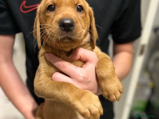 Labrador Retriever dogs Only 2 left ‼️Kc Labrador -Red fox - Advert 2