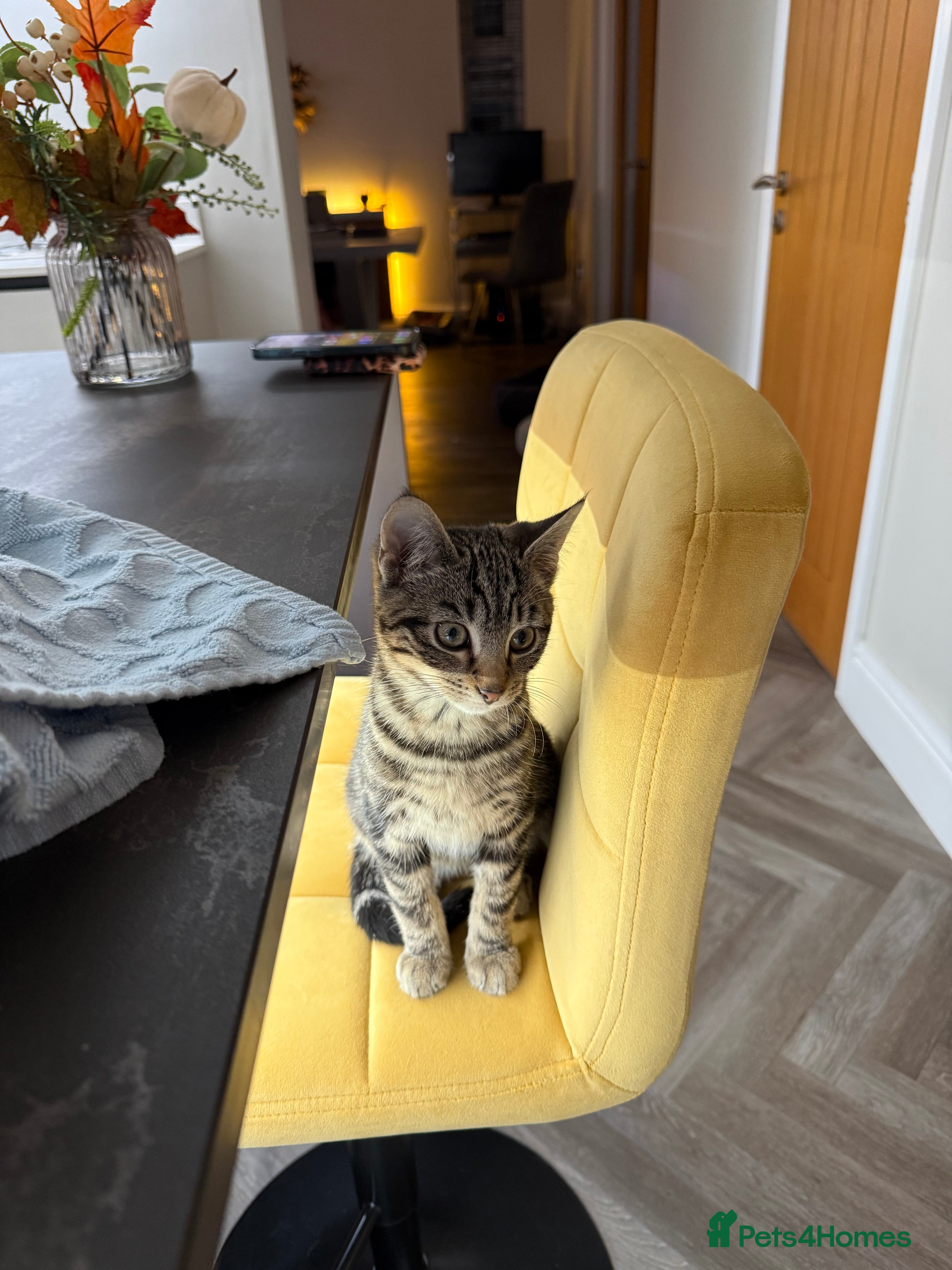 Mixed Breed cats 3 month old kitten  - Advert 1