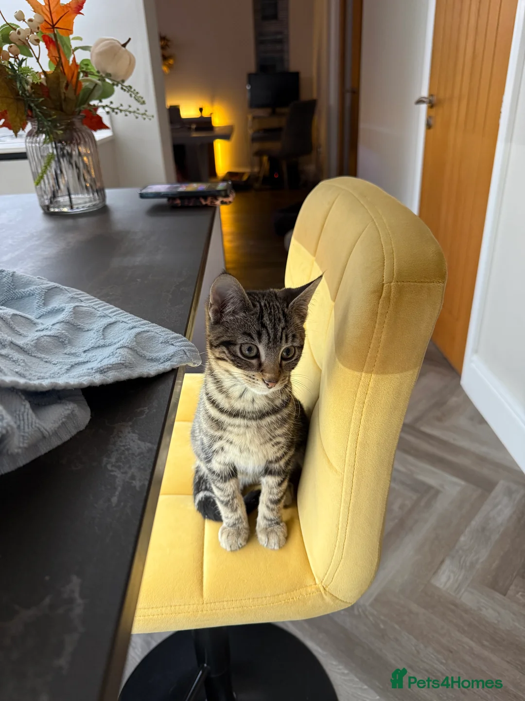 Mixed Breed cats for sale: 3 month old kitten  - Advert 1