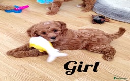 Cavapoo dogs for sale: Reserved pendling collection  - Image 1