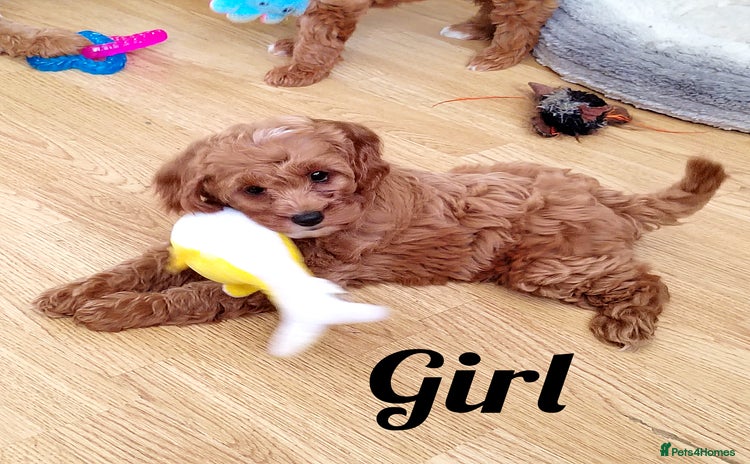 Cavapoo dogs - Advert 13