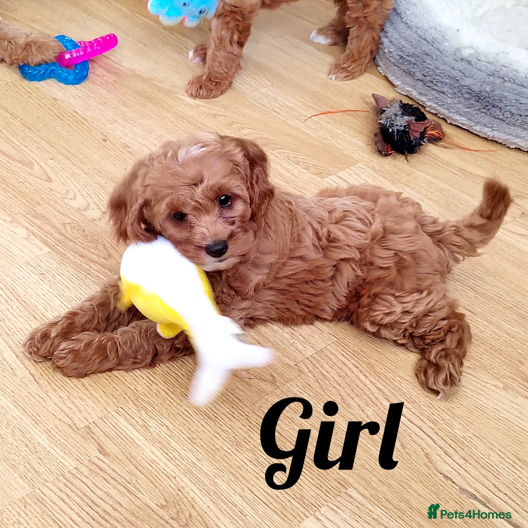 Cavapoo dogs for sale: Reserved pendling collection  - Image 1