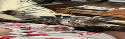 Siberian cats for sale: Siberian girl - Advert 5
