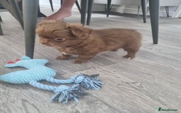 Chihuahua dogs for sale: Stunning Russian lines, Long haired Chihuahuas  - Image 6