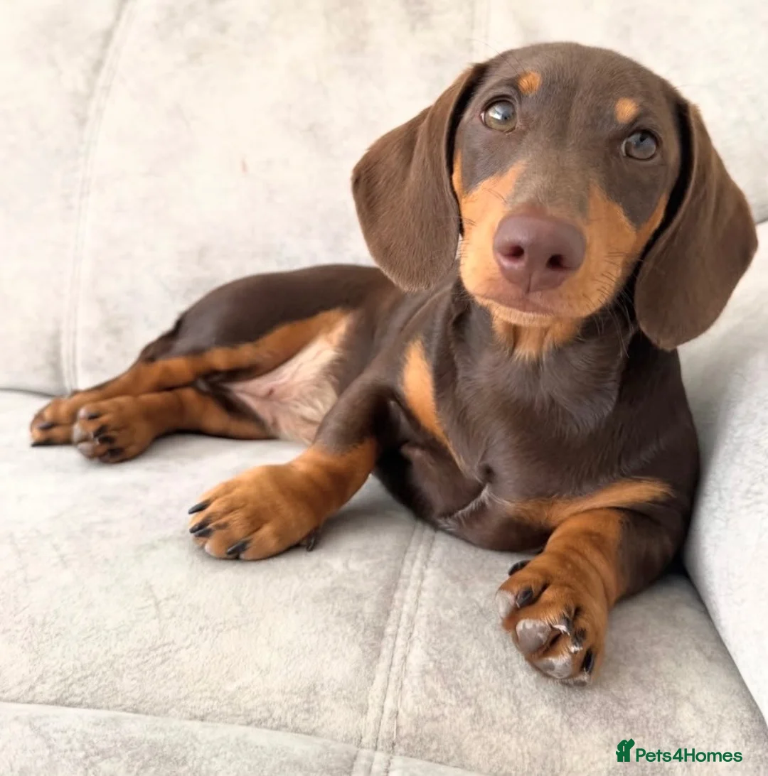 Miniature Dachshund dogs for sale: 2 x female mini dachshunds for sale in Glasgow - Advert 2