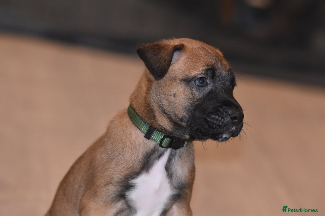 Mixed Breed dogs for sale: Bullherders top working lines  - Advert 16