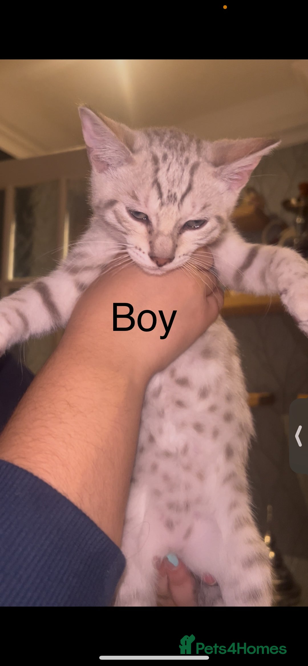 Mixed Breed cats for sale: mixed bengal kittens, ready to leave b4  **  - Advert 4