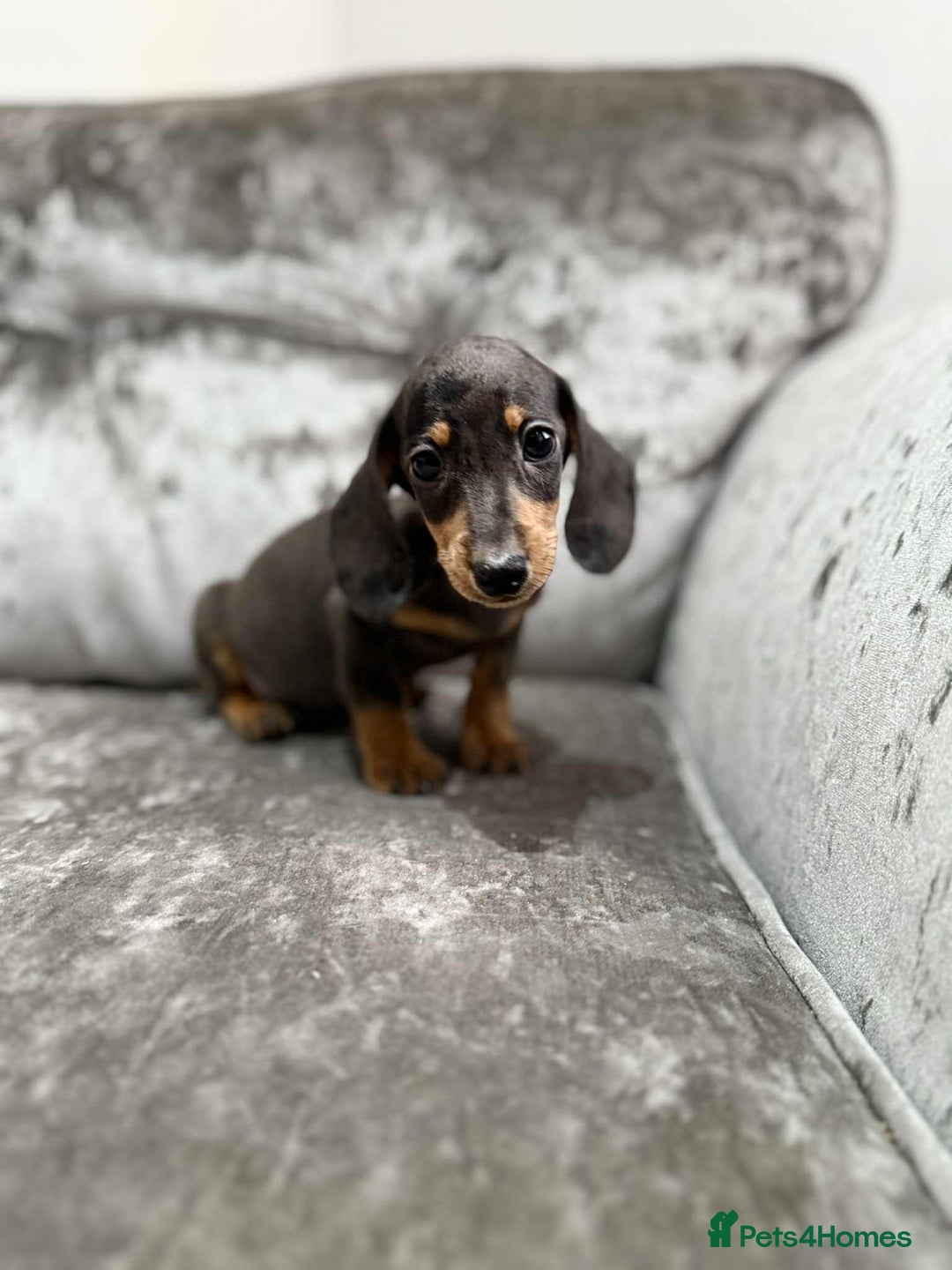 Dachshund dogs for sale: Miniature Dachshunds - Advert 12