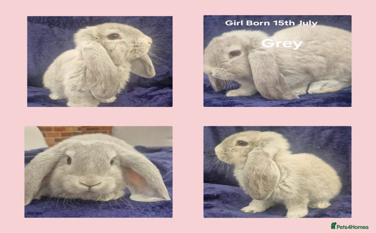 French Lop rabbits - Advert 1