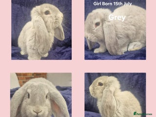French Lop rabbits - Advert 18