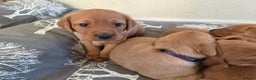 Labrador Retriever dogs for sale: Stunning Red fox labrador puppies  - Advert 7