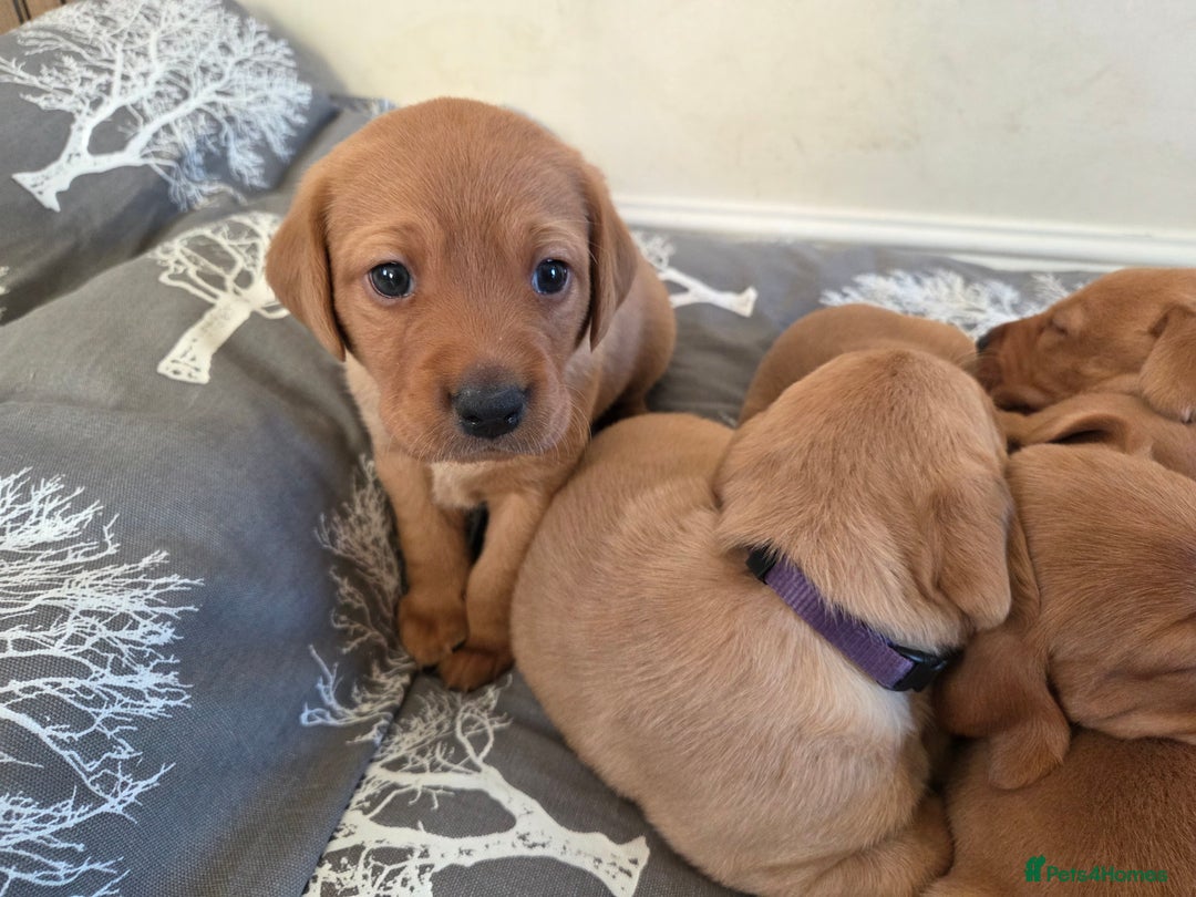Labrador Retriever dogs for sale: Stunning Red fox labrador puppies  - Advert 7