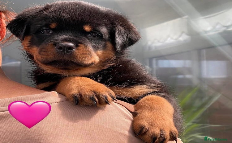 Rottweiler dogs - Advert 4