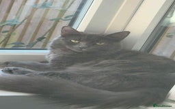 British Shorthair cats for sale: Mary  - Advert 3