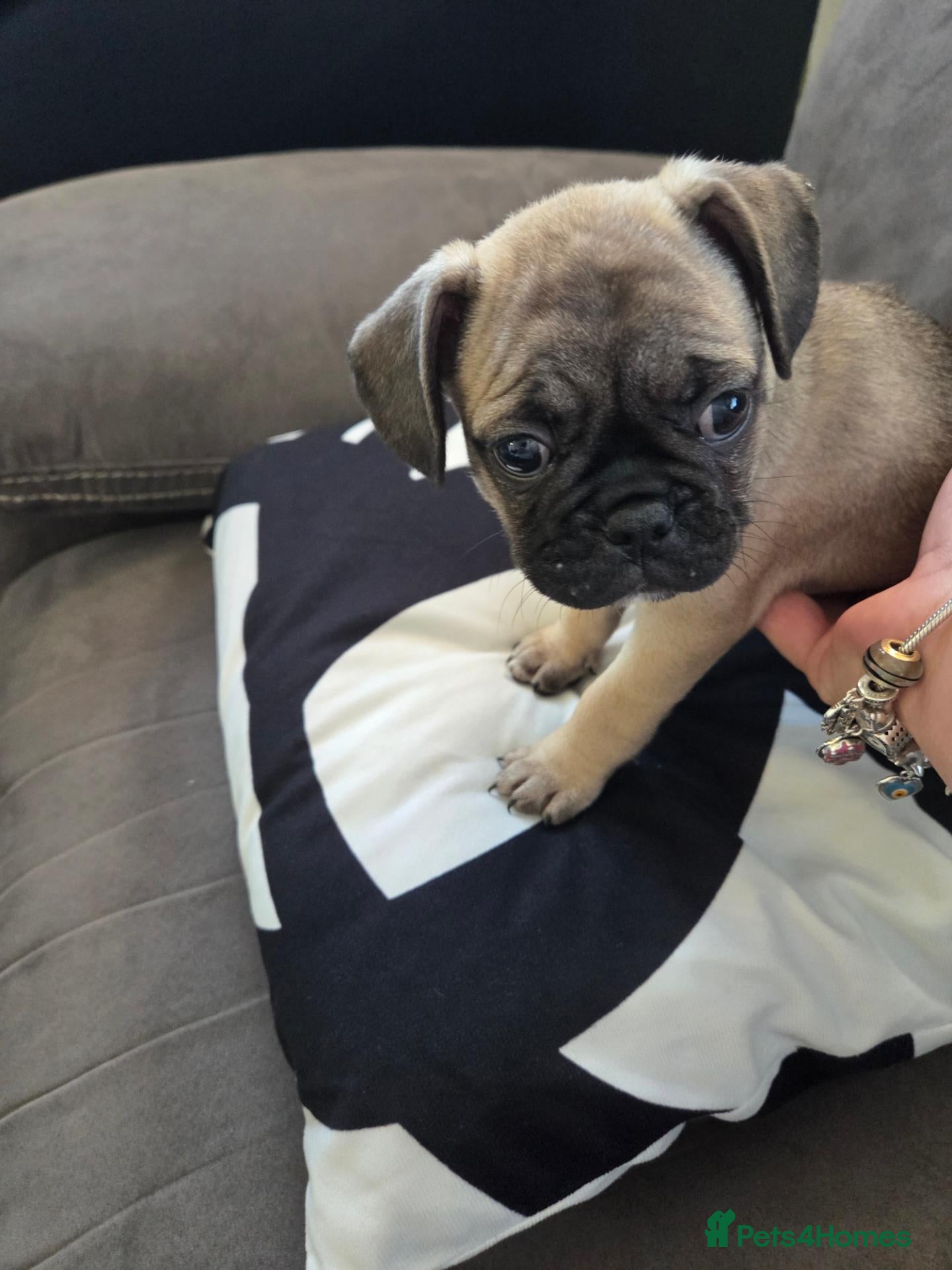 Frug dogs 3 frugs - Advert 2