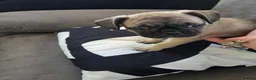 Frug dogs for sale: 3 frugs - Advert 1
