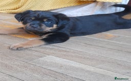 Rottweiler dogs for sale: KC reg Rottweiler puppies for sale - Image 4