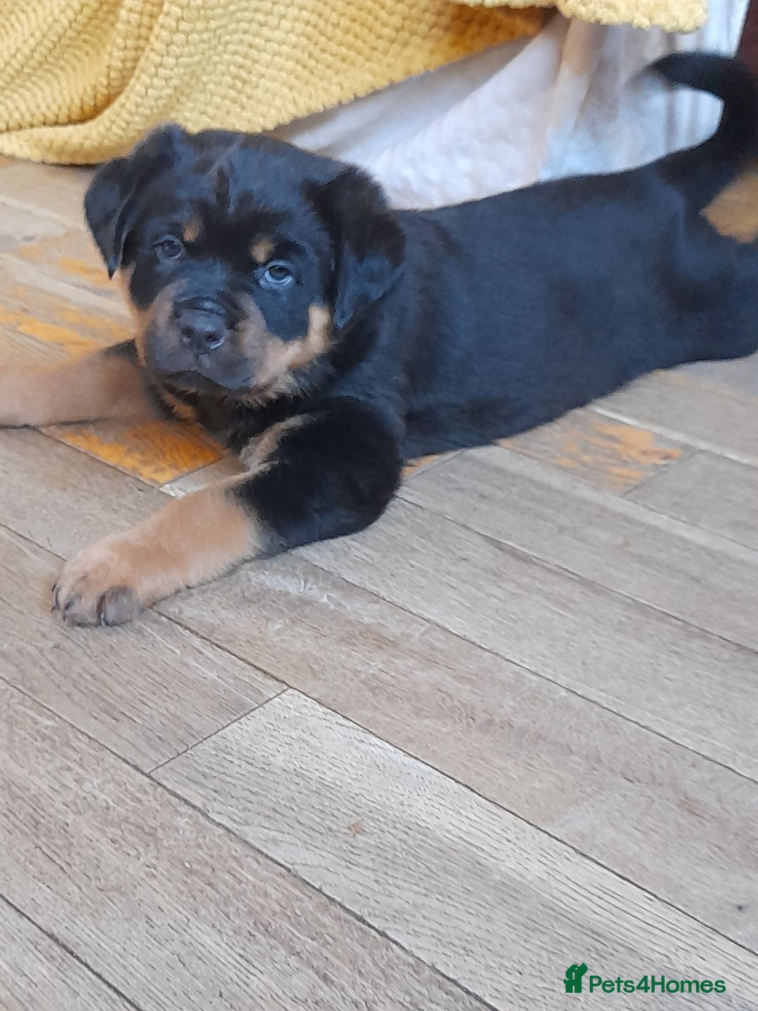 Rottweiler dogs for sale: KC reg Rottweiler puppies for sale - Image 4