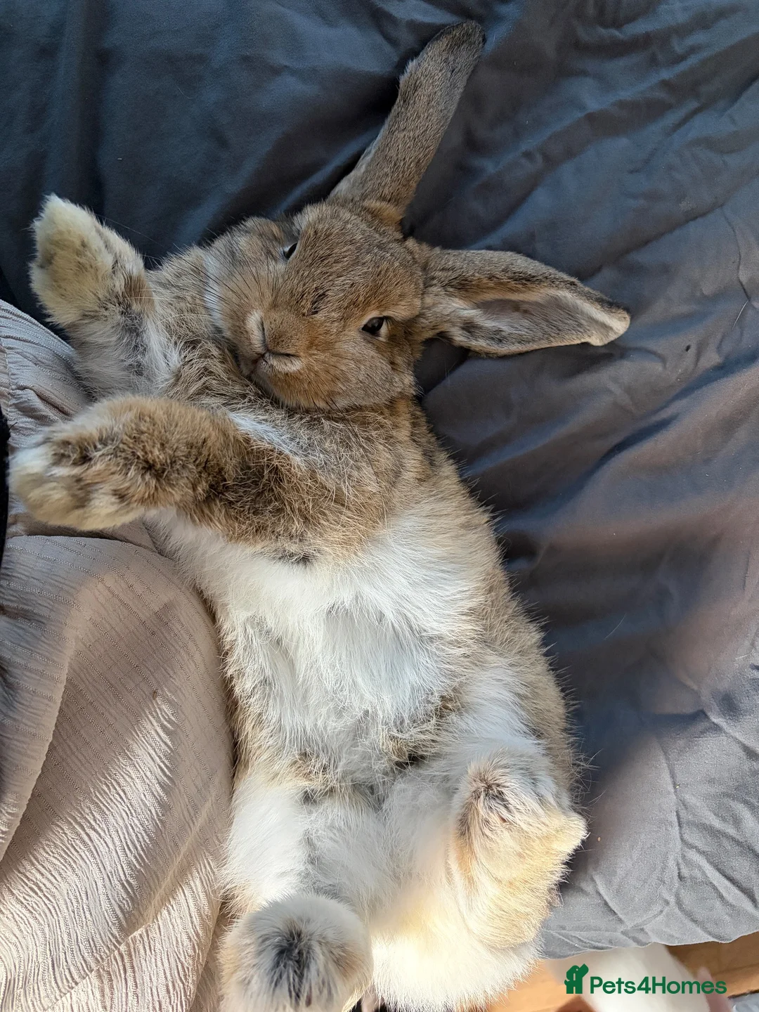 Mini Lop rabbits for sale: Mini Lop for sale in Camberley - Advert 2