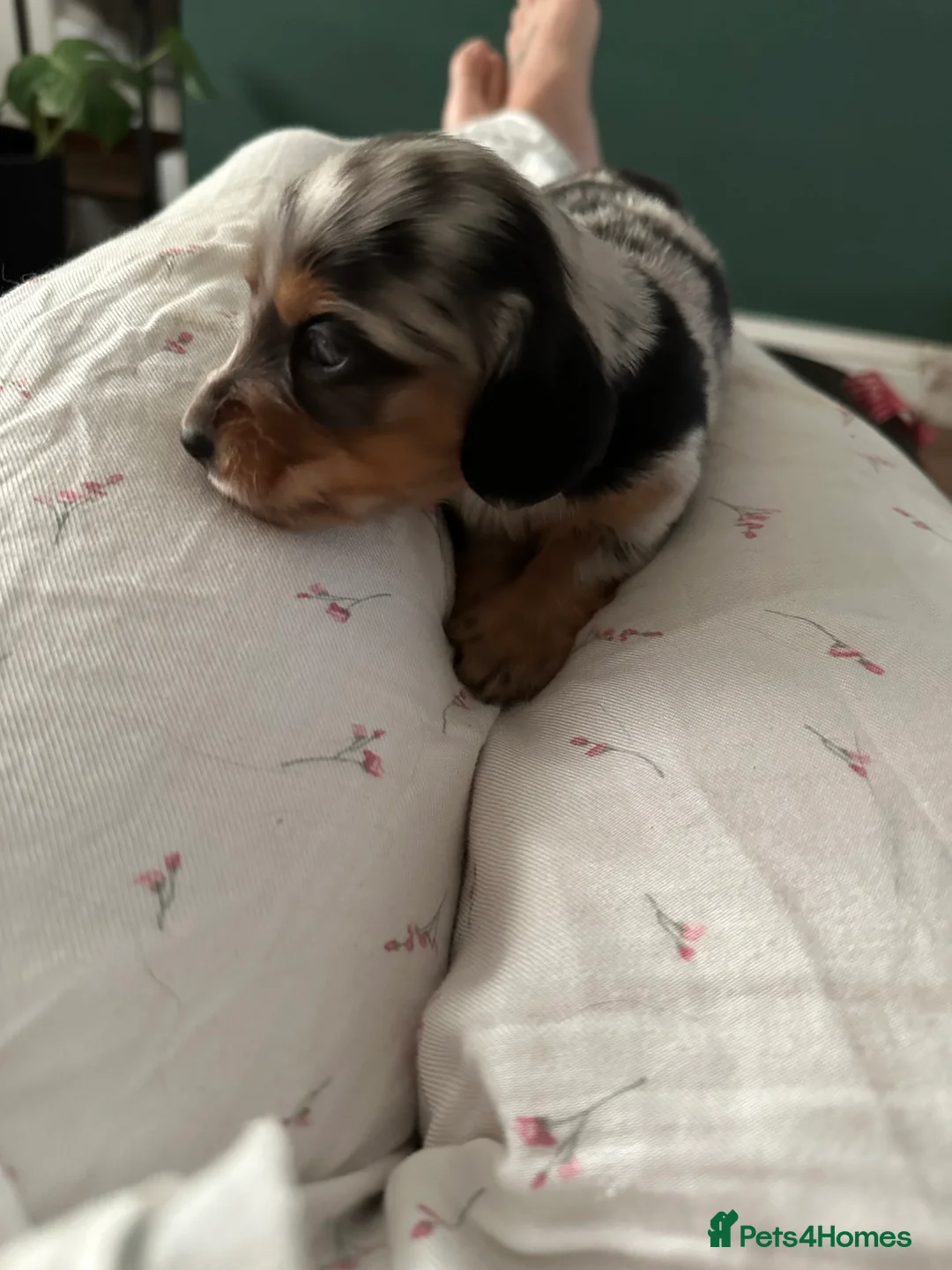 Miniature Dachshund dogs for sale: Longhairded dapple mini dachshunds  - Advert 6