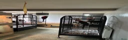 Macaws birds for sale: Macaw Greenwing  - Advert 11