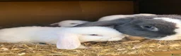 Mini Lop rabbits for sale: Mini lop bunnies.  - Advert 8
