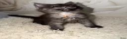 Maine Coon cats for sale: 6 beautiful Maine coon kittens  - Advert 8
